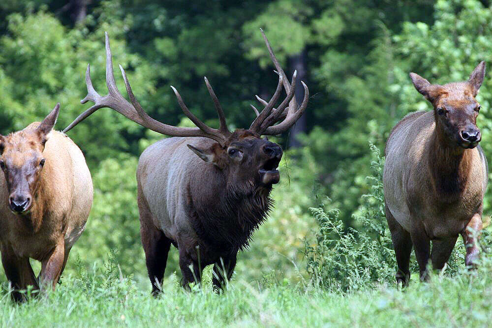 Cervus_canadensis_18zz