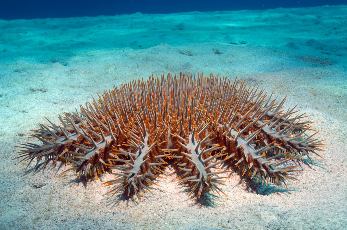 Komodo, Indonesia