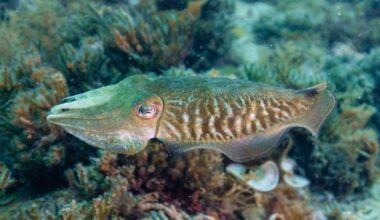 Cuttlefish passed a version of the marshmallow test, waiting up to two minutes for a better meal, and the ones that held out longest also learned fastest