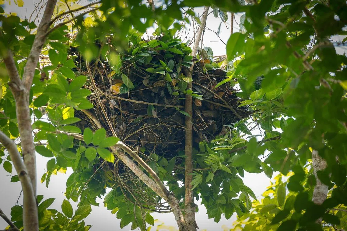 Orangutan nest found on the canopy of Terap tree, a native species in the planting project site area with an estimated nesting period about one month, taken on June 26.