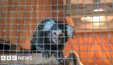 Monkey abandoned in laundry bag on London 302 bus service - BBC