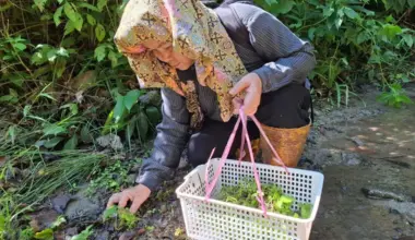 Kampung Tampenau villager picking up wildings found in the forest reserve during group outing activity with Sabah Forestry Department in the Kawag area within Ulu Segama-Malua Forest Reserve in Sabah, on June 17, 2024.