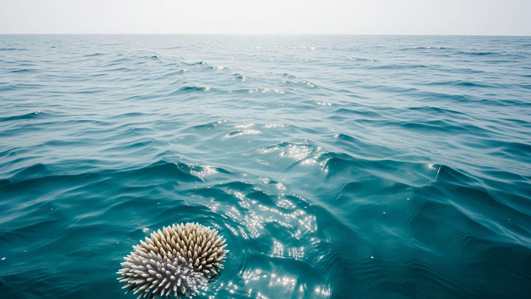 bleached coral beneath record-breaking ocean heat in 2024, enough heat entered