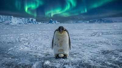 Every Antarctic winter, male emperor penguins stand for two months without food to protect a single egg