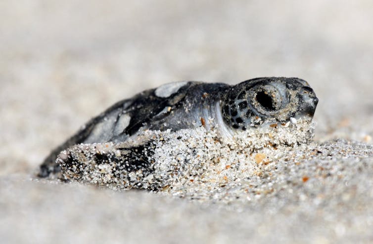 A newly hatched turtle scoots through sand