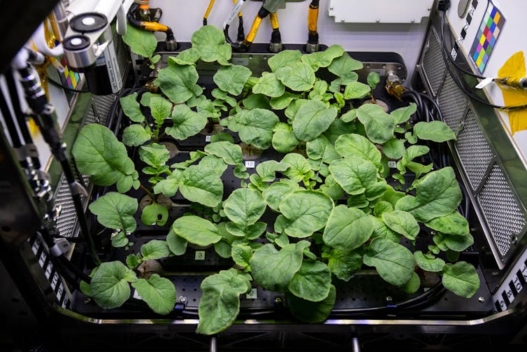 A small tray of plants growing under harsh white light.
