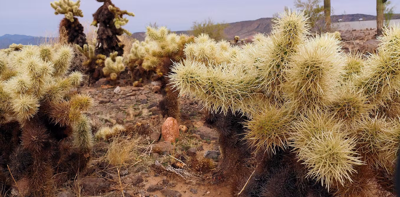 Cacti spines, snake fangs, snail love darts – oh my! How function drives the evolution of nature’s puncture tools