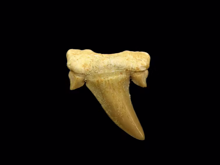 A microscope image of a triangular, tilted shark tooth
