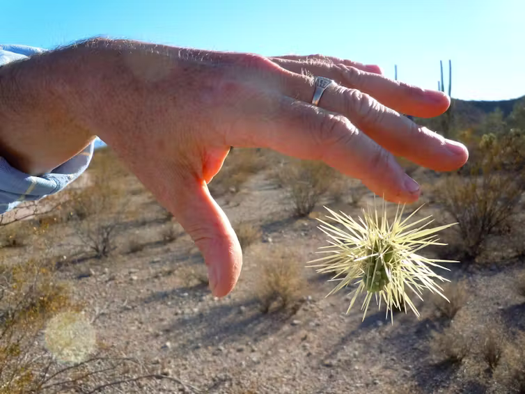 A small piece of cactus covered in long spines, one of which is stuck in the tip of a man's finger