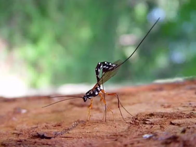 A wasp on a log, sticking its hindquarters up in the air. Attached to its rear end is a long, thin ovipositor