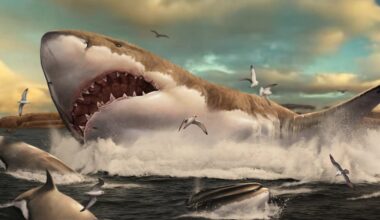 Megalodon’s legendary life revealed by fossil rediscovery