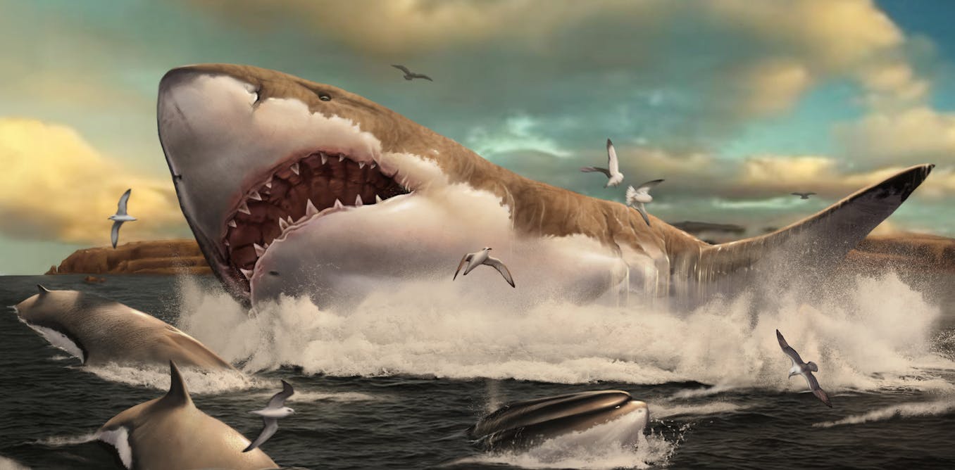 Megalodon’s legendary life revealed by fossil rediscovery