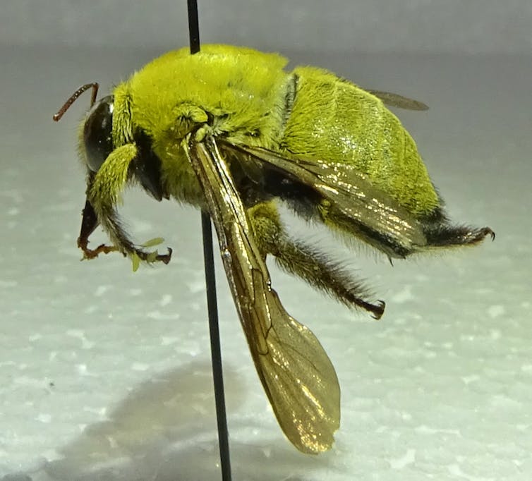 A close-up image of a large, green-coloured bee.