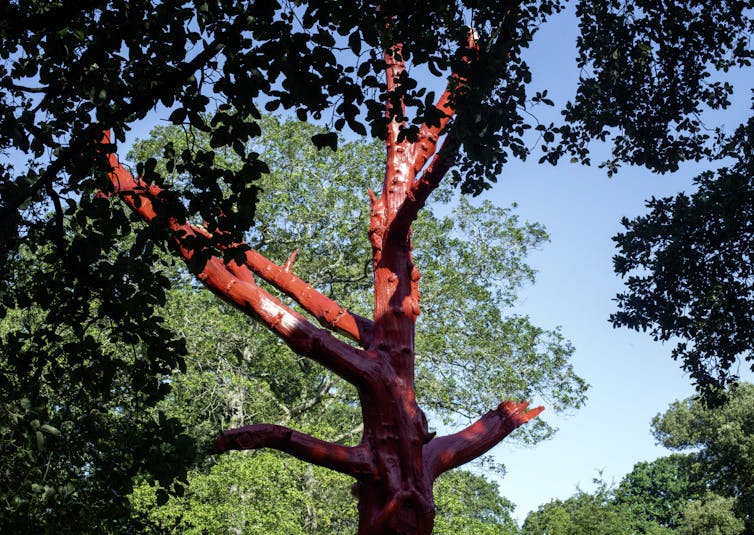 A tree painted red to show impact of climate change at Kew Gardens.