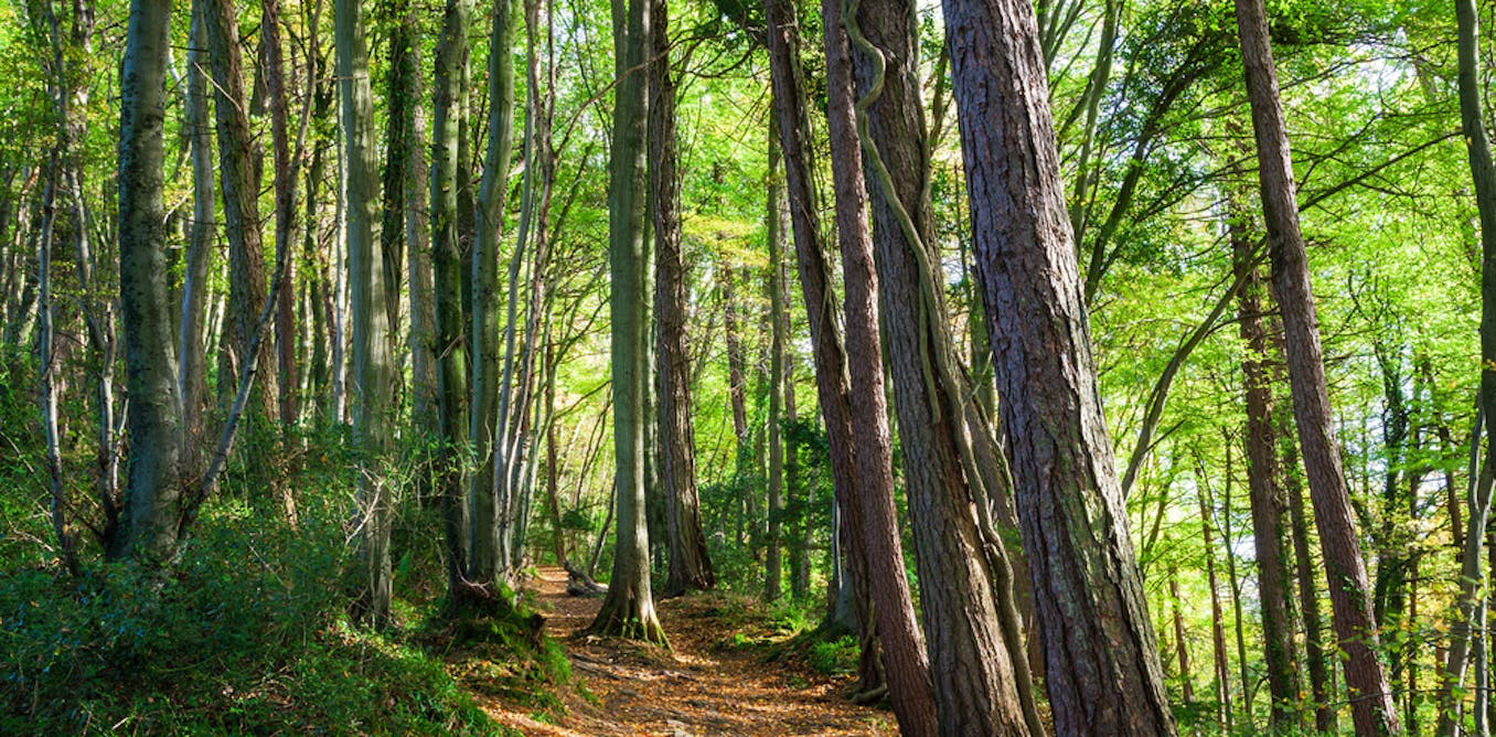 Heatwaves: why British trees are shedding branches and dying