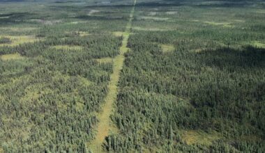 Industrial development is fragmenting Canada’s boreal forest. Governments should think carefully about future approvals