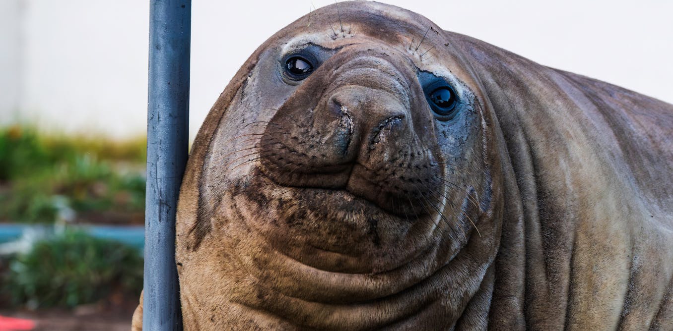 Neil the seal is more than a viral animal. He’s become a global folk hero