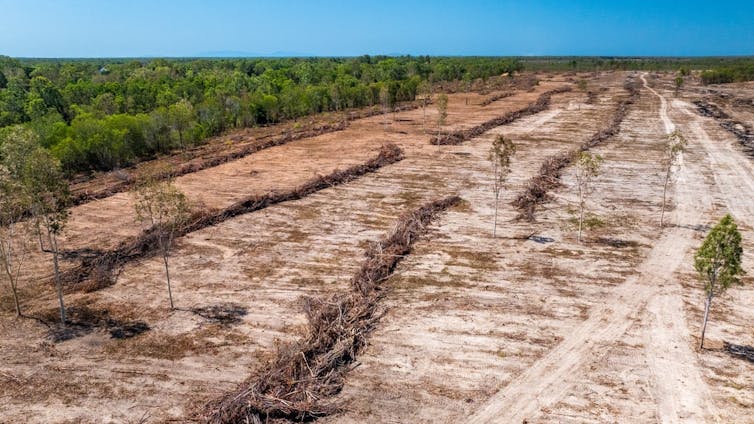 cleared land next to intact shrubby forest.