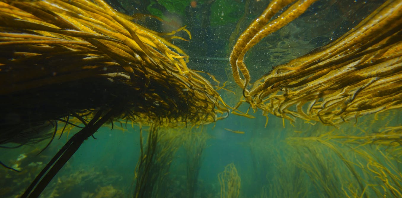 In hot water: what happens to marine life during heatwaves