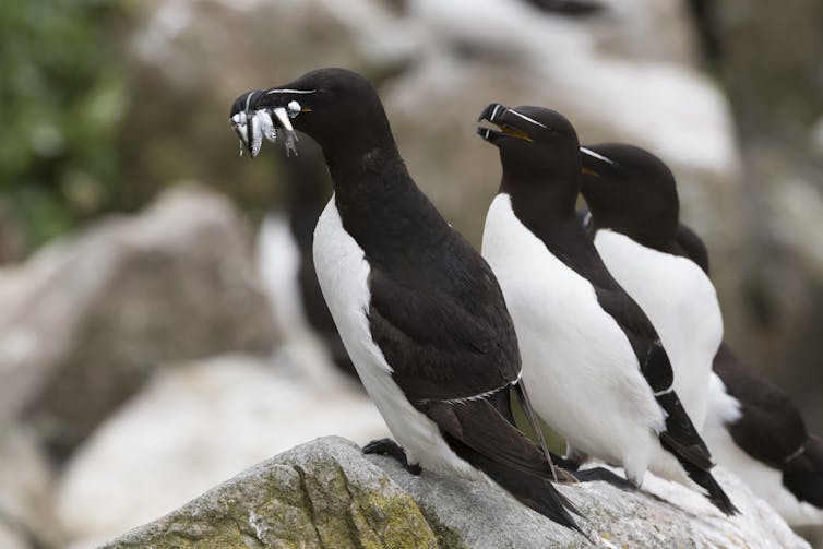 black and white seabirds sat on rock, fish in mouth