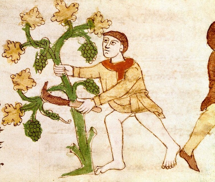 A medieval illustration of a worker collecting grapes.