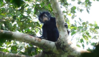 Meet Likweli – the newly named monkey that hints at Congo’s hidden secrets