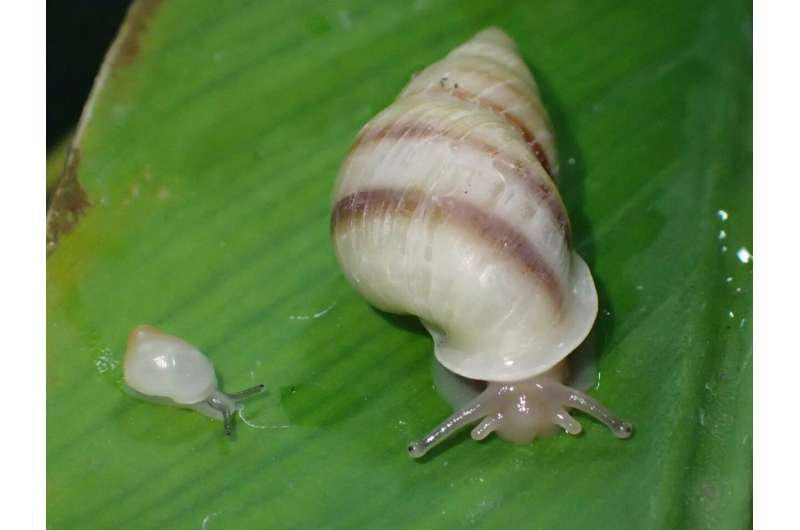 A captive-bred Partula tohiveana tree snail (right) and a newly born juvenile (left) move across a green leaf. The image highlights the species' successful reproduction, a key milestone in its recovery after decades of conservation breeding and reintroduction efforts. Credit: ZSL / Partula Snail Program Forty years after disappearing from the wild, this tiny snail returned with an unexpected surprise for scientists