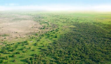 🌳 China has planted 66 billion trees: the consequences on our atmosphere