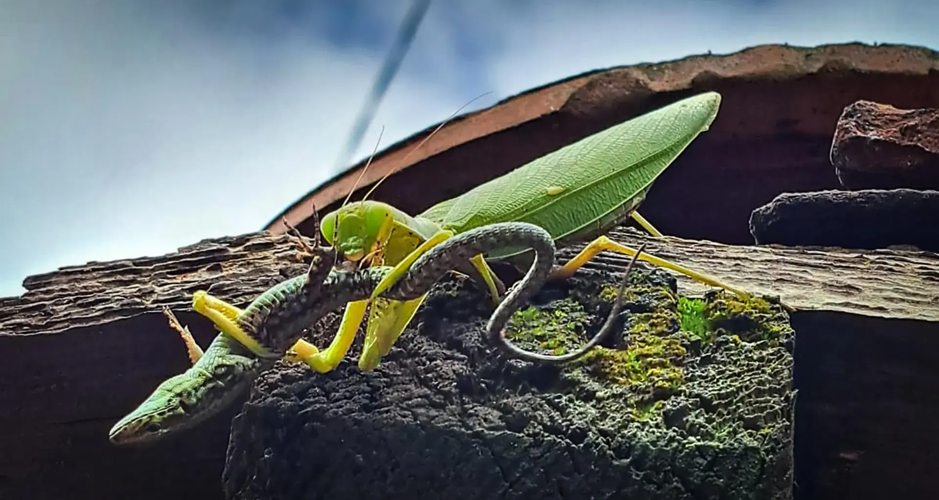 Scientists warn invasive Asian mantises are threatening Europe's wildlife