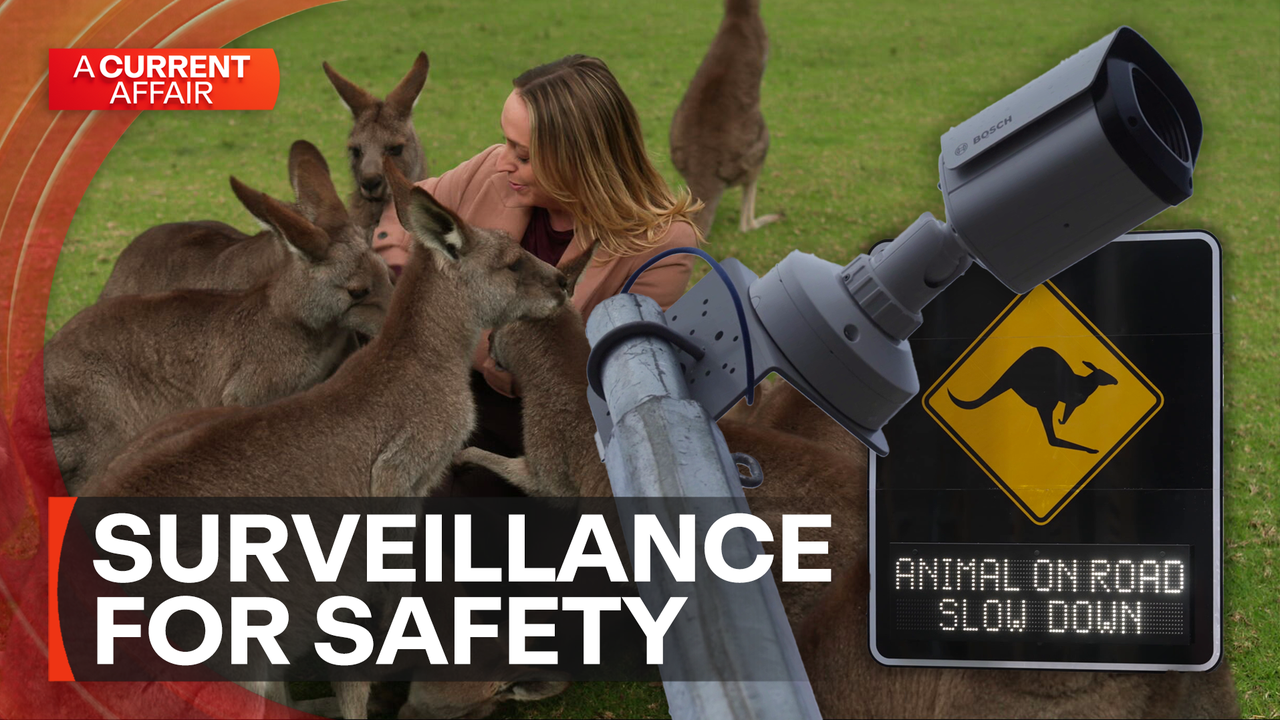 Watch A Current Affair - Season 2026 - How unlikely tech is curbing wildlife road accidents - 9Now