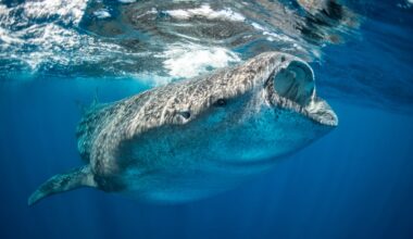 Scientists attached a camera to the biggest fish on Earth. Here’s what they found