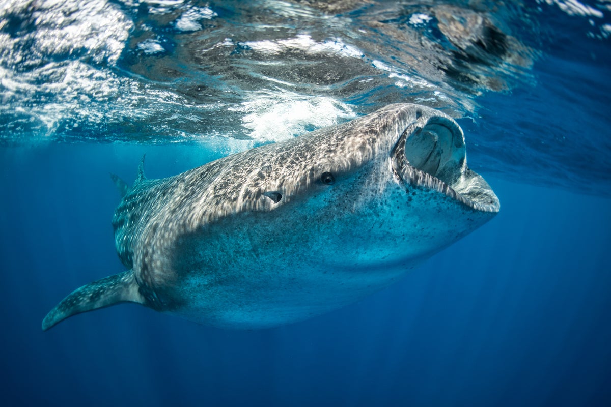 Scientists attached a camera to the biggest fish on Earth. Here’s what they found
