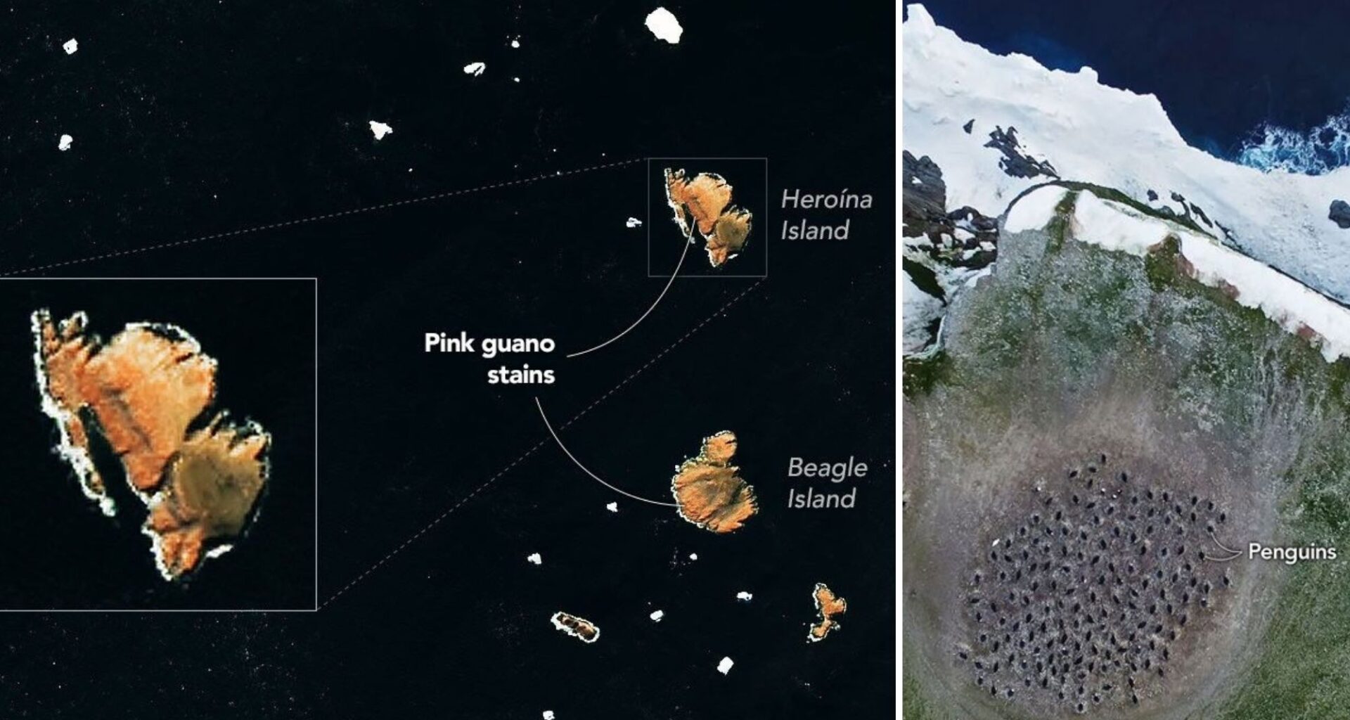 Pink penguin poop on the Danger Islands photo of the day for July 30, 2026