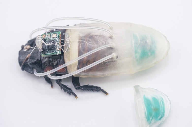 A cyborg roach wearing the translucent diving suit