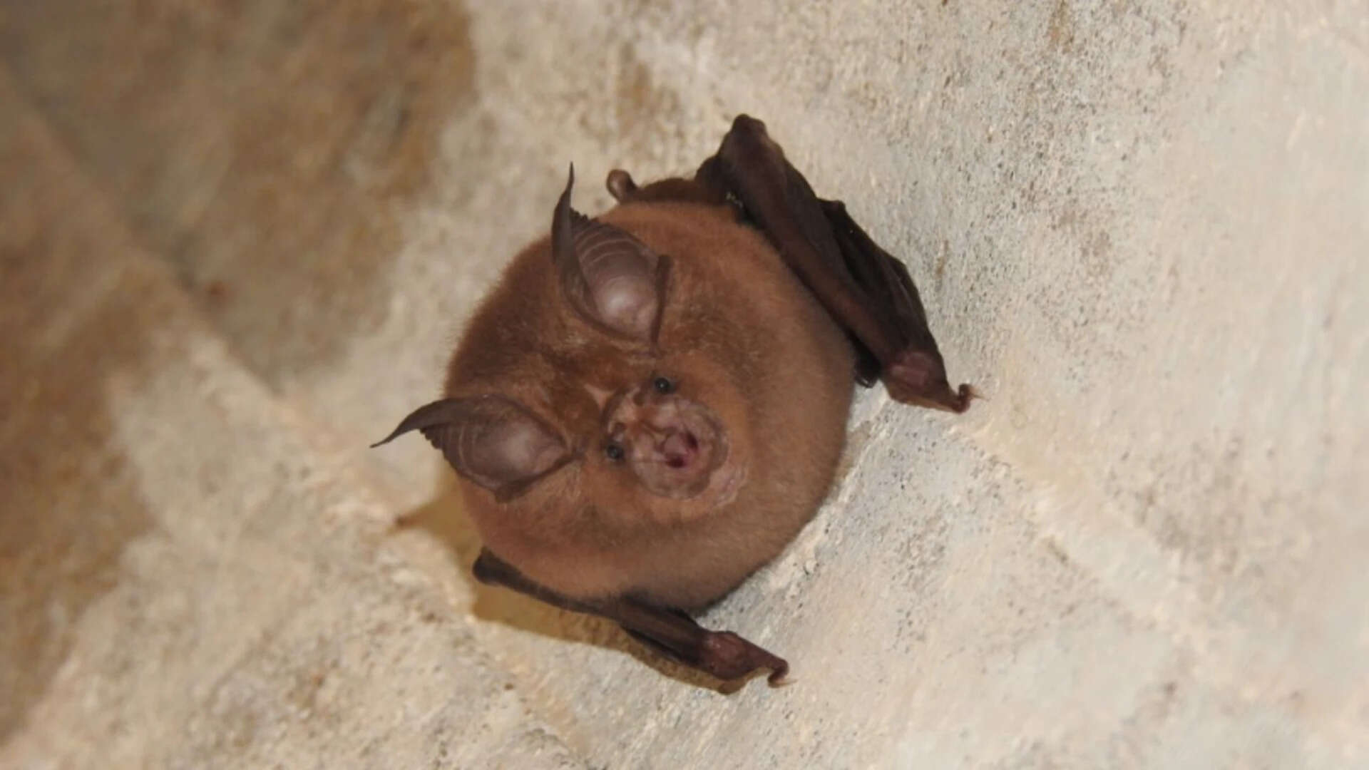 Japanese Greater Horseshoe Bat (Picture source: I Naturalist) Japanese Greater Horseshoe Bat (Picture source: I Naturalist)