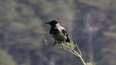 In Canada, there is a city where crows dive-bomb pedestrians every spring, so residents created a map of attack zones