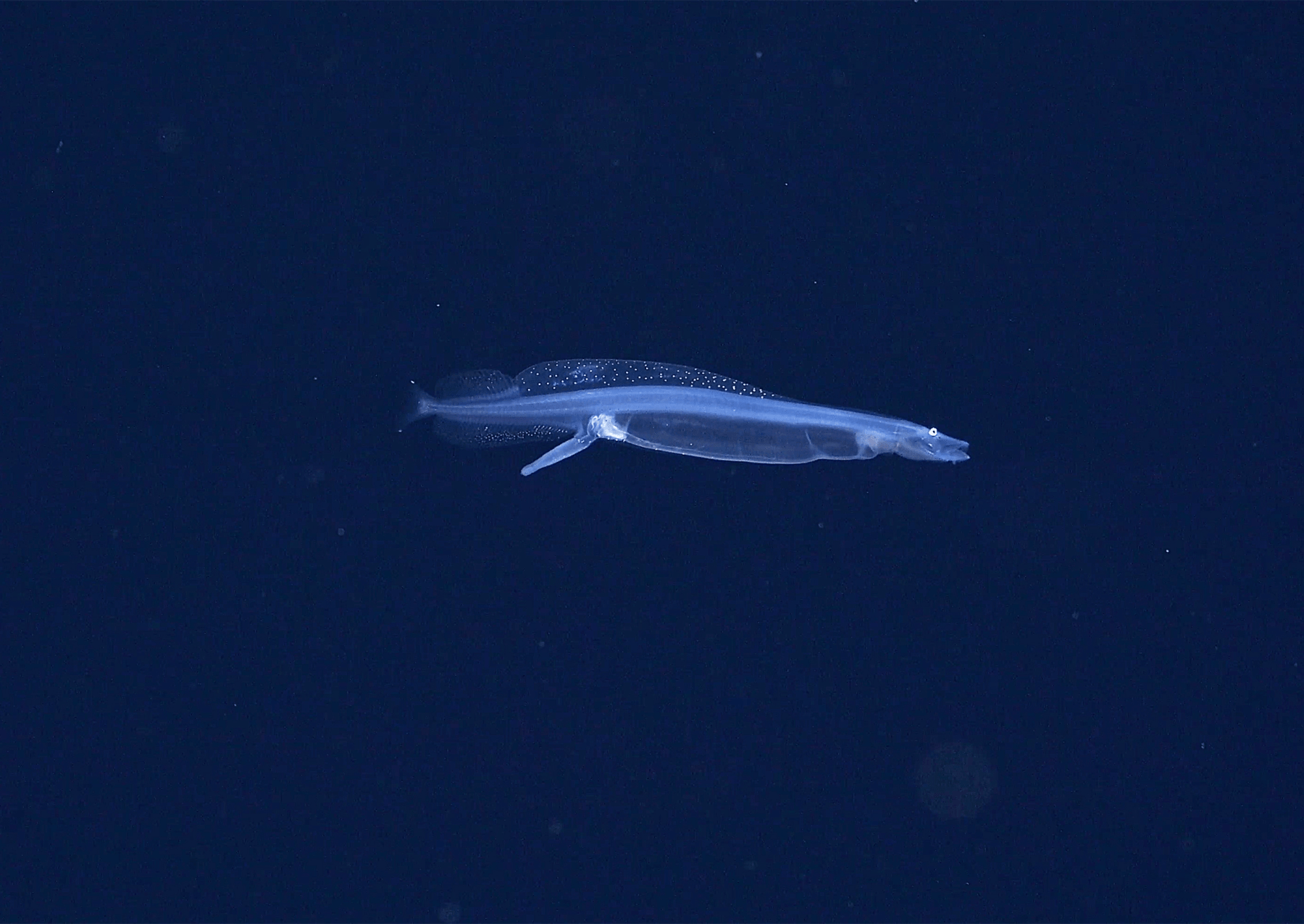 a long and thin transluscent fish swims in the deep ocean