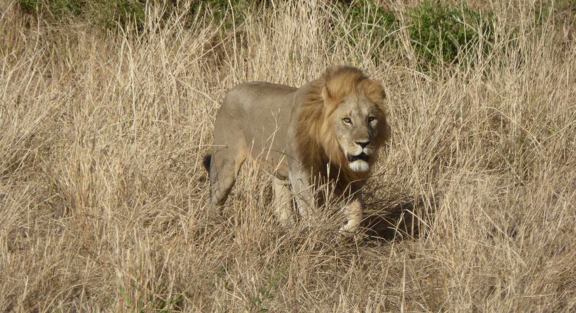 In the 1970s, Africa still held around 90,000 lions. Today, only about 20,000 to 25,000 remain — a collapse of roughly three-quarters in half a century — and the species now survives in less than 8% of the land it once roamed.