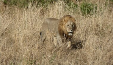In the 1970s, Africa still held around 90,000 lions. Today, only about 20,000 to 25,000 remain — a collapse of roughly three-quarters in half a century — and the species now survives in less than 8% of the land it once roamed.