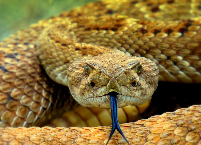 A close-up of a rattlesnake with its tongue extended, representing a metaphorical challenge for doctors when patients are faking.