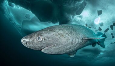 'We were all just in awe': A stranding in Ireland sheds new light on the long, slow, ice-cold life of a deep-sea shark - BBC