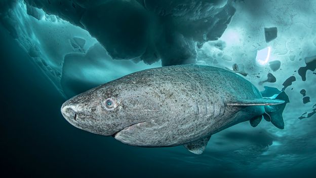'We were all just in awe': A stranding in Ireland sheds new light on the long, slow, ice-cold life of a deep-sea shark - BBC
