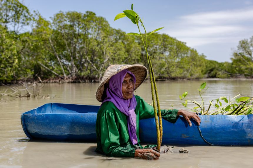 Garry Lotulung won the Conservation and Restoration category for his portrait of Pasijah, planting mangrove seedlings beside her flooded home in Bedono, Demak, in Central Java, Indonesia.