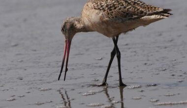 How does an animal weighing less than a chocolate bar fly 13,000 kilometres across the Pacific without landing, eating or sleeping?