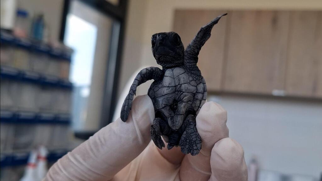 Loggerhead sea turtle hatchling at Ashkelon National Park. It washed ashore several hours after entering the sea and was taken for treatment 