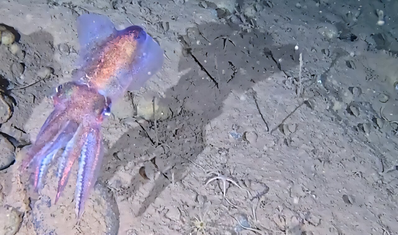 Arctic bobtail squid filmed in the wild ... and she's carrying eggs