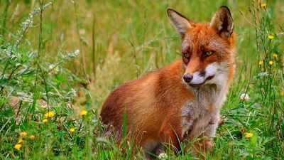Australia introduced foxes in the 1800s for sport hunting, but scientists now say they became deadly predators of native mammals and ground-nesting birds