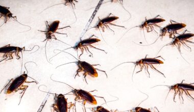 Cockroaches Have a 'Collective Memory' That Emerges From Their Social Networks : ScienceAlert