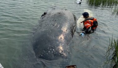 Juvenile humpback whale washes ashore in Winthrop
