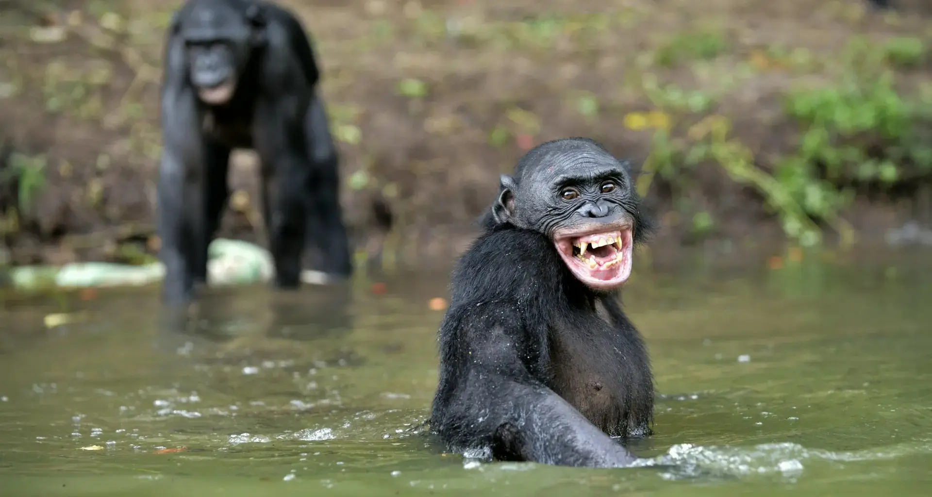 Great ape laughter reveals a hidden origin of human speech